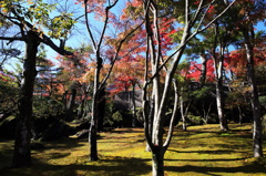 箱根美術館紅葉