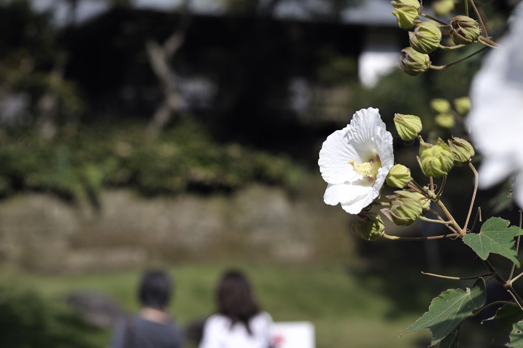 円覚寺20