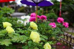 龍華寺Ⅲ