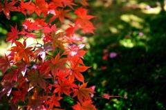 箱根美術館紅葉