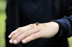 田母沢御用邸18