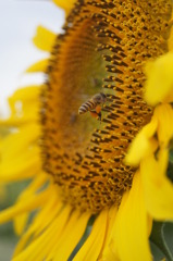 蜜蜂が夏を運ぶ