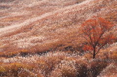 砥峰のすすき