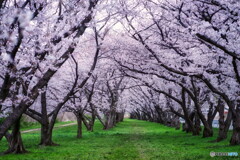 桜道