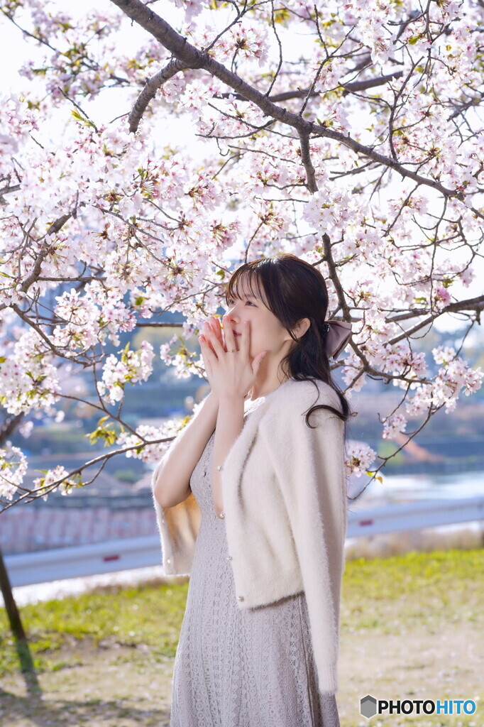 桜