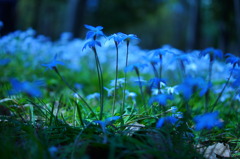 桜の花咲く下の世界では・・・。