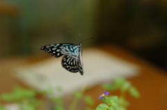 蝶が羽ばたく？