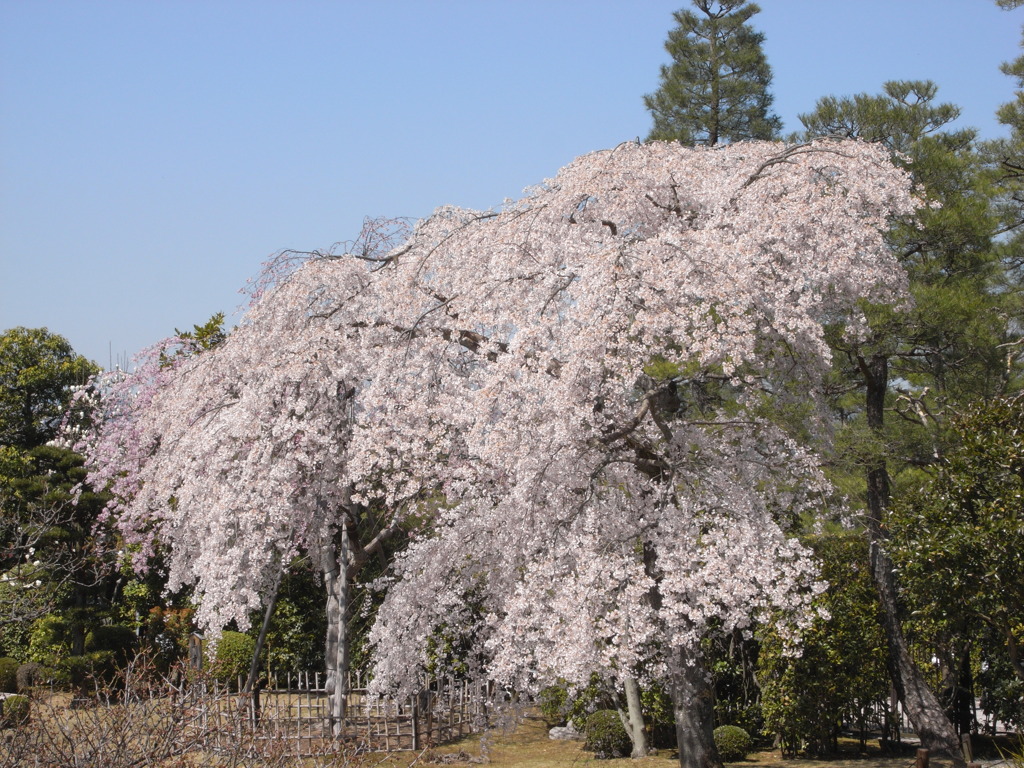 知恩院​、​友禅苑の桜