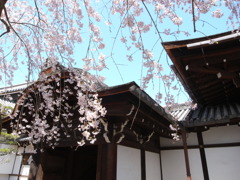 ４・５京都、知恩院のしだれ桜