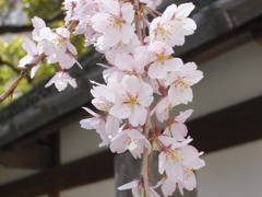 京都、知恩院の桜