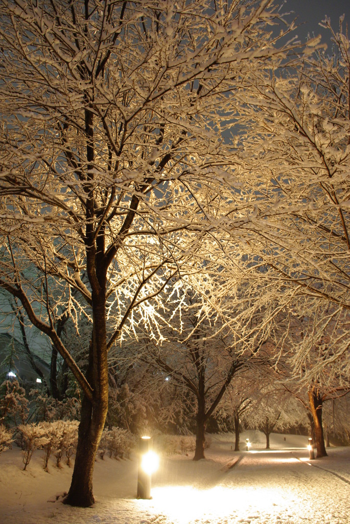 雪の散歩道 2