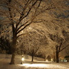 雪の散歩道