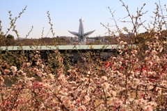 背中