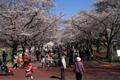 万博公園花見