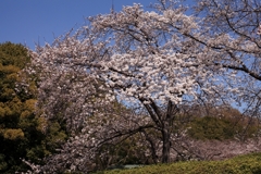万博さくら