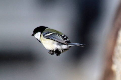 シジュウカラ02