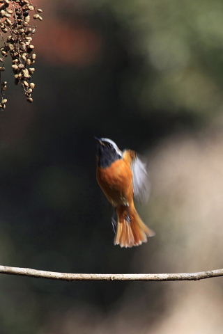 ジョウビタキ01