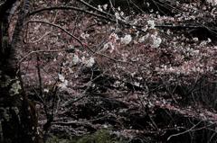 IMG_0900a