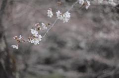花弁