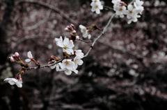桜花弁
