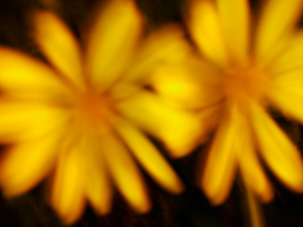 FLOWER-12