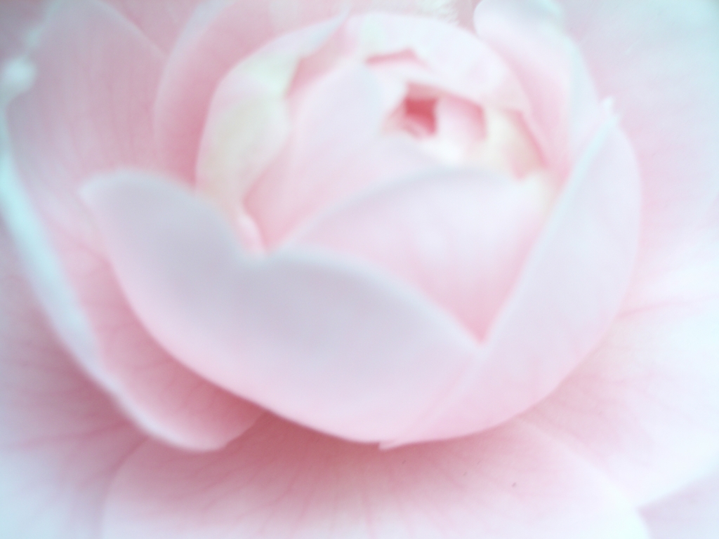 花-１０
