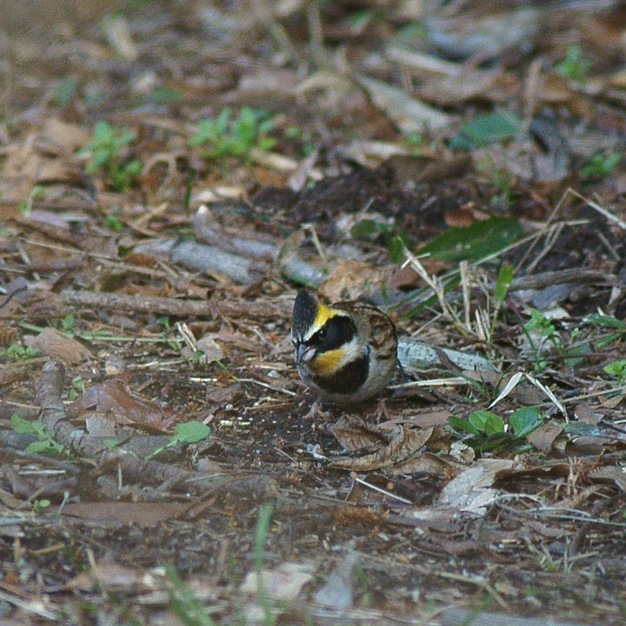 ミヤマホウジロ