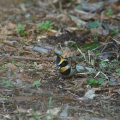 ミヤマホウジロ