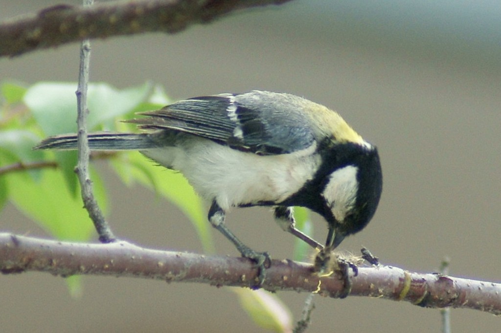 食欲