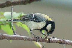 食欲