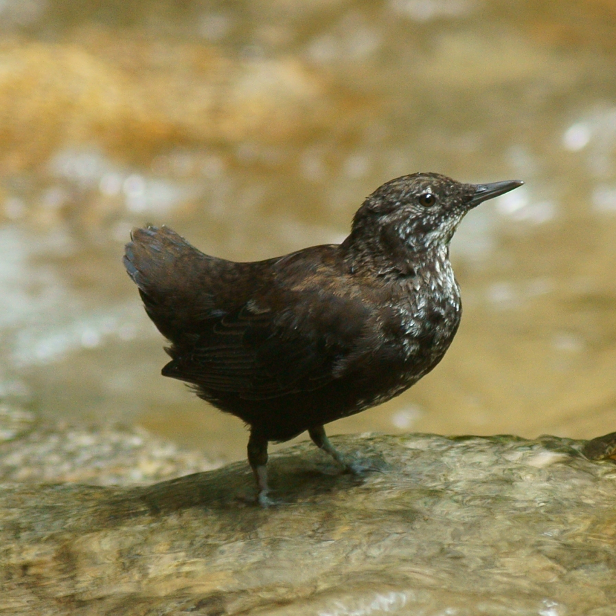 カワガラス若