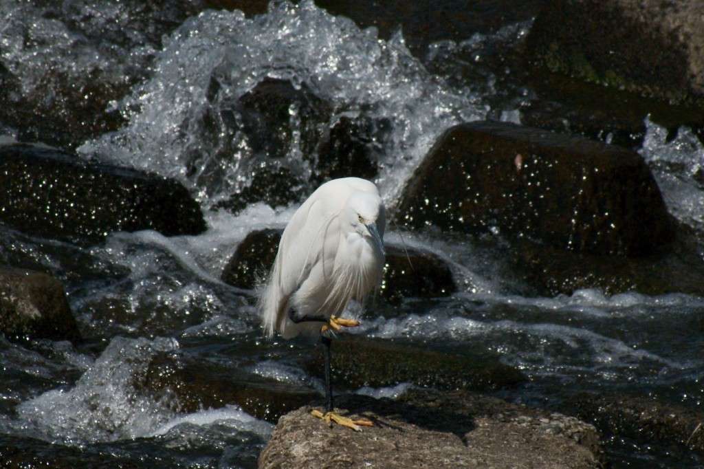 DSC02130c