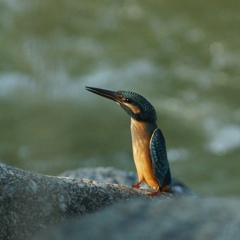 ペンギン？