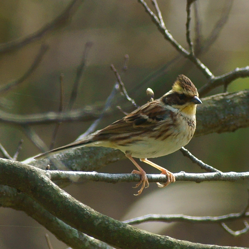 ミヤマホオジロ