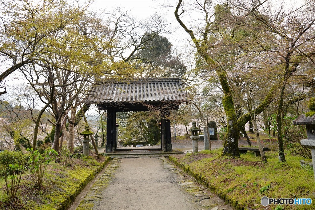 秋月　桜　2016年