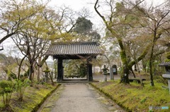 秋月　桜　2016年