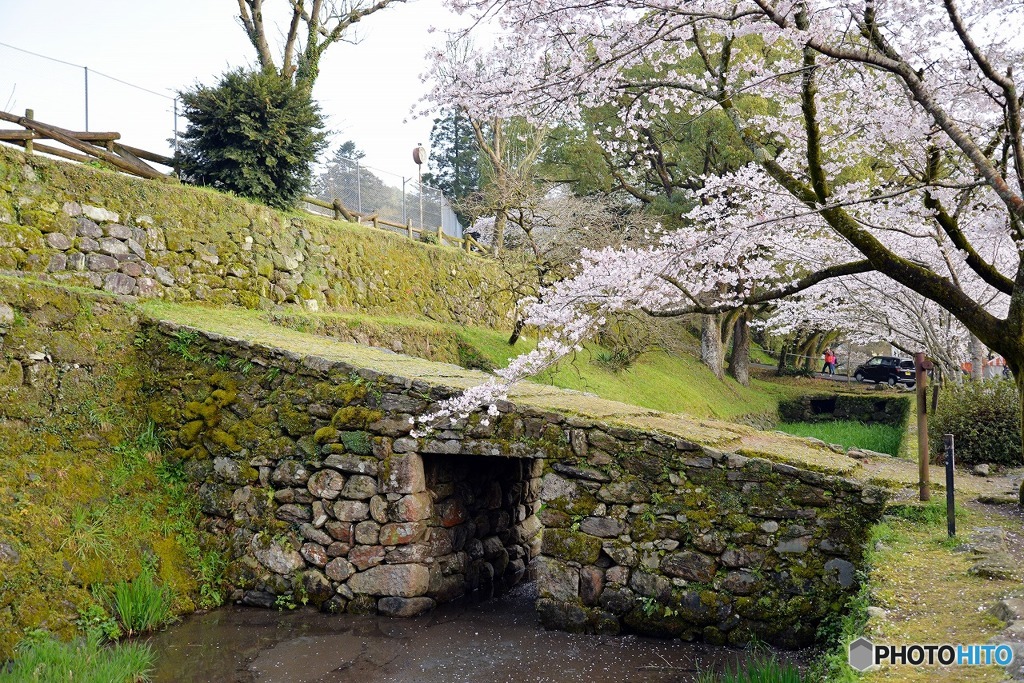 秋月　桜　2016年