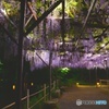 御船山楽園　2016年4月