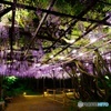 御船山楽園　2016年4月