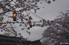 秋月　桜　2016年