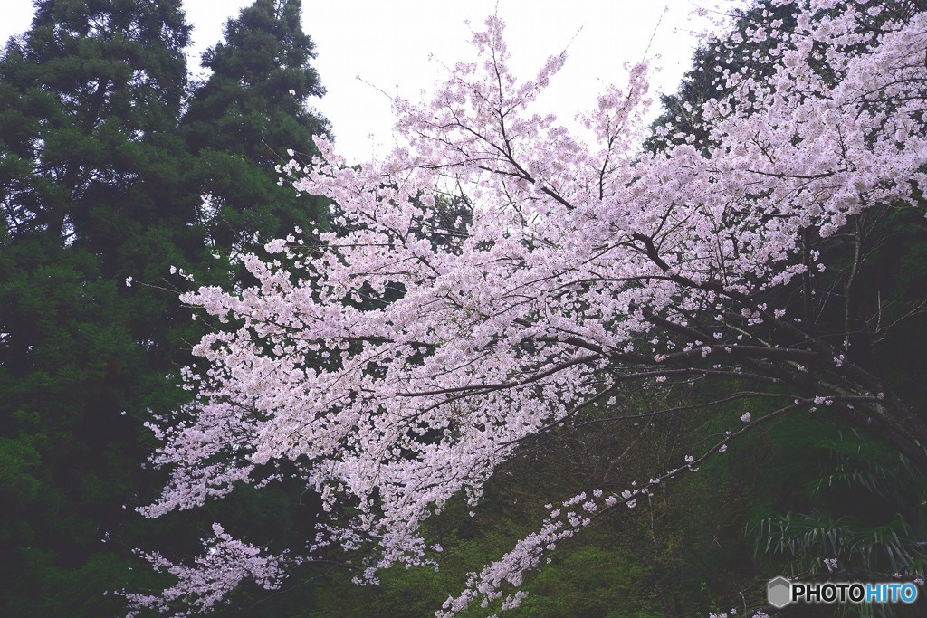 秋月　桜　2016年