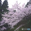 秋月　桜　2016年