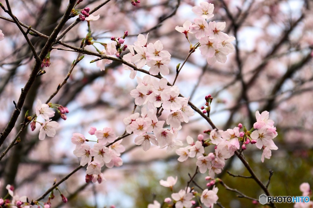 秋月　桜　2016年