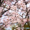 秋月　桜　2016年