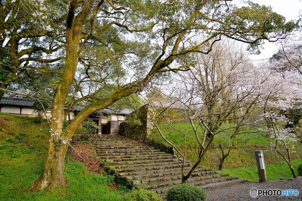 秋月　桜　2016年