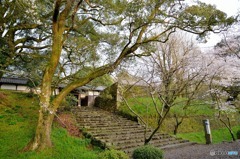 秋月　桜　2016年