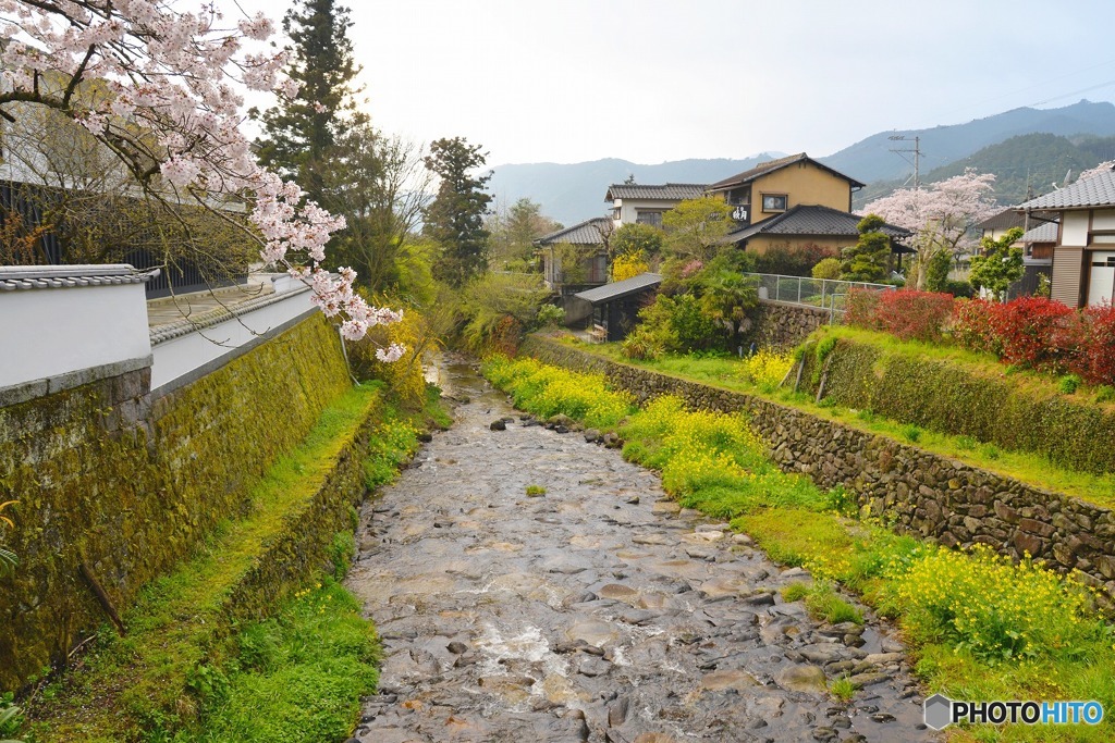 秋月　桜　2016年