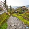 秋月　桜　2016年