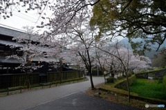 秋月　桜　2016年