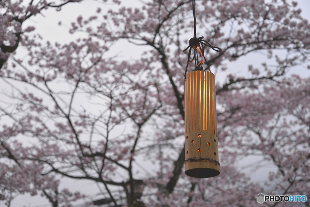 秋月　桜　2016年